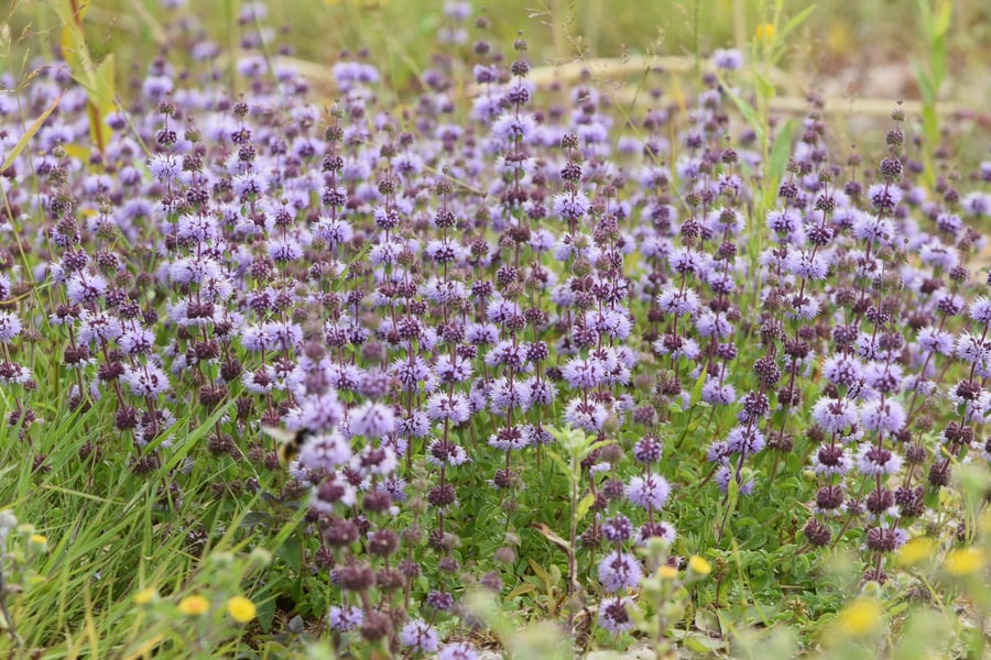 A dense stand of small lilac-pink flower clusters spaced up many thin stems, with grass among them.