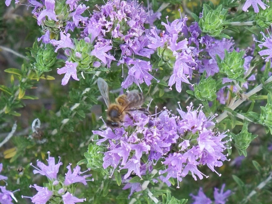 A honey bee among dense clusters of small lilac flowers on a low, needle-leaved shrub.