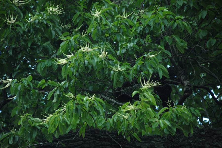 Looking up into a tree crown of glossy lance-shaped leaves hung with many sprays of small cream-white flowers.