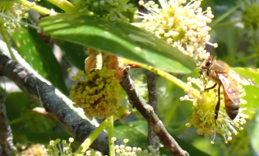 A honey bee clinging to a round head of pale yellow-green flowers on a white tupelo branch, among glossy leaves and other flower heads.
