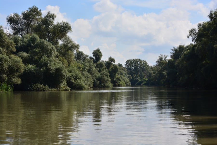 A calm brown river channel between two dense banks of grey-green willow forest under a blue sky with scattered cloud.