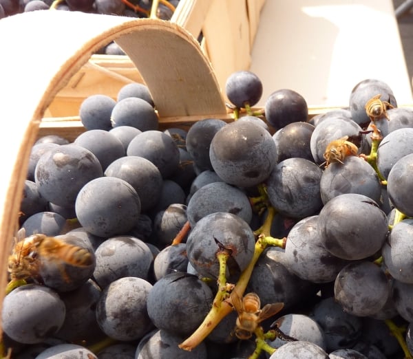 Bees On Grapes