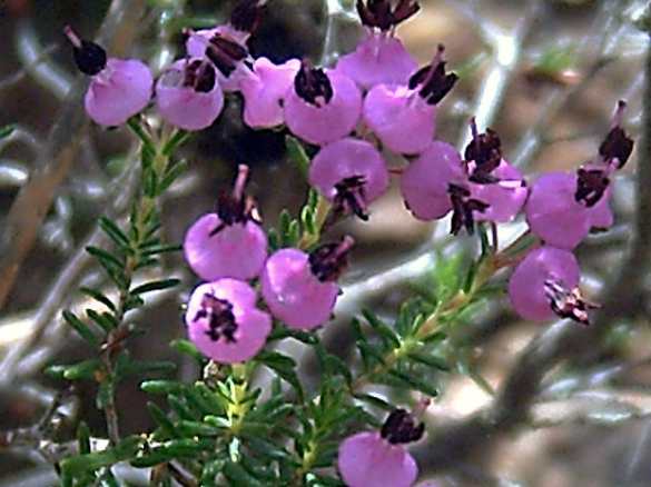 Other Erica Honeys
