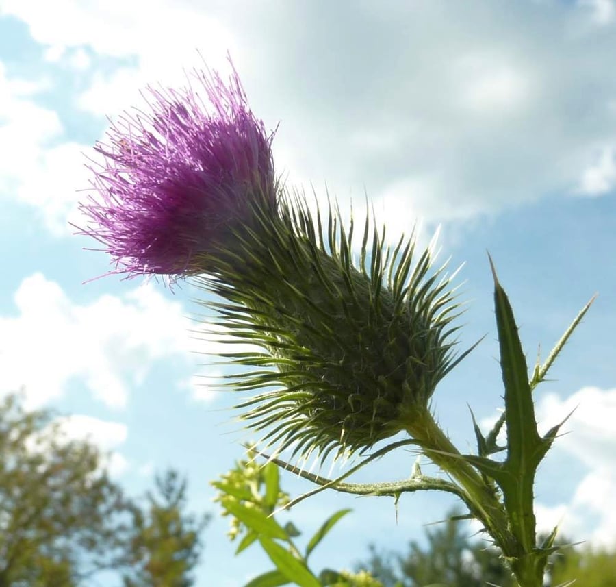 Other Thistle Honeys