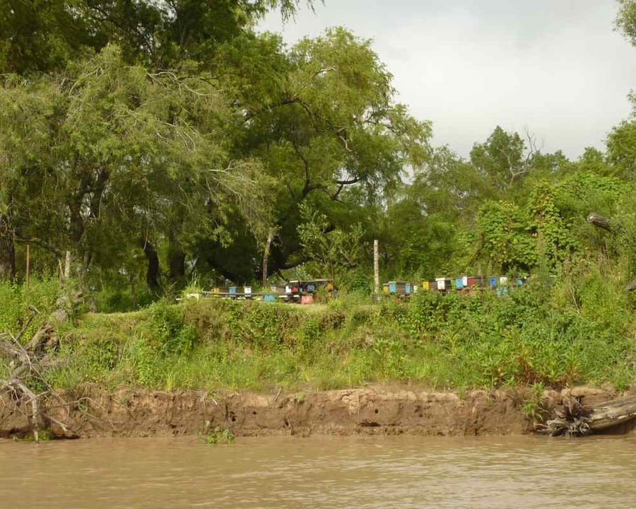 Beehives on the Parana Delta channel outside Rosario